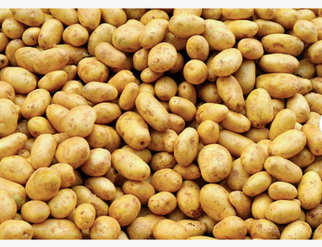 Organic Yellow Potato