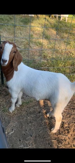 High-quality Kalahari goat meat package