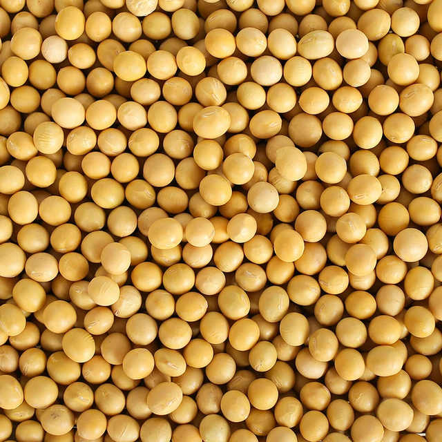 Premium Organic Soybeans