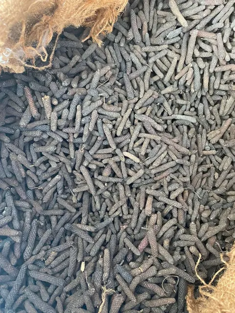 Piper Longum - Long Pepper