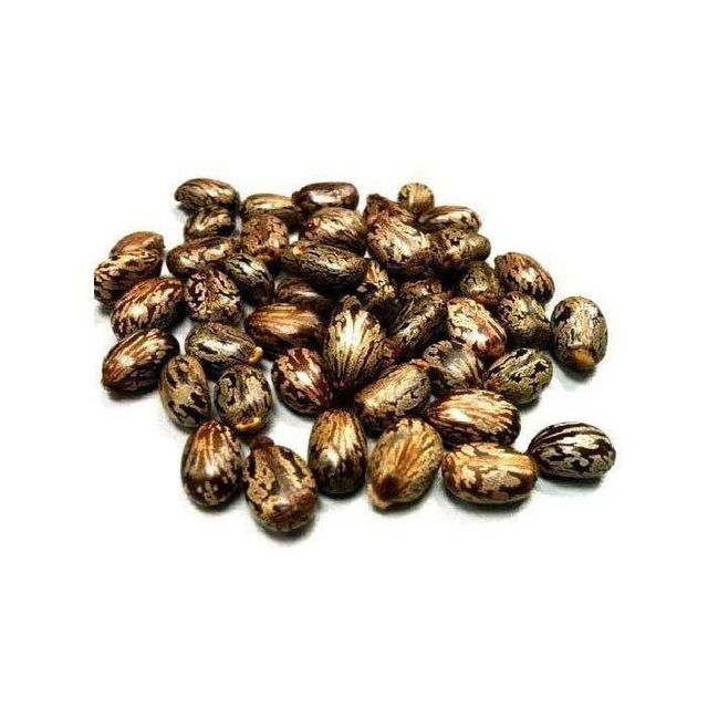 Castor Seeds 1