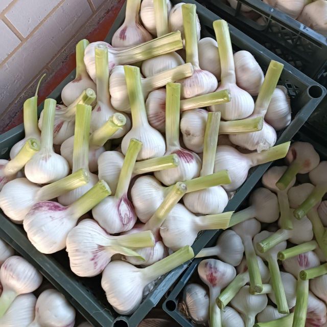 Fresh Shallot