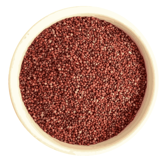 Well processed finger millet grain