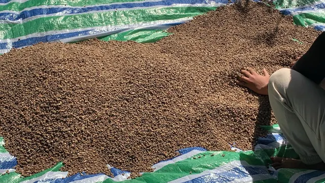 Close-up of Arabic Coffee Beans