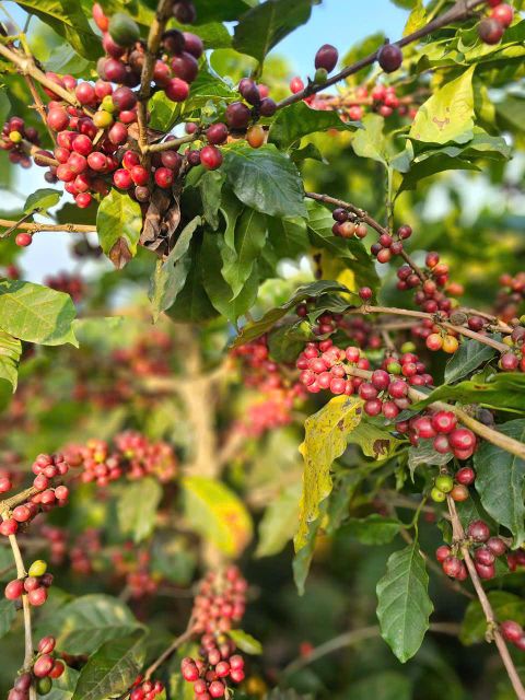 Vietnamese Arabica Green Coffee Beans closeup