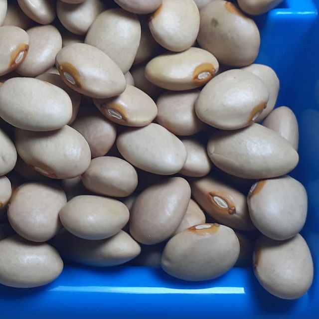 Ethiopian Common Beans - Fresh Harvest