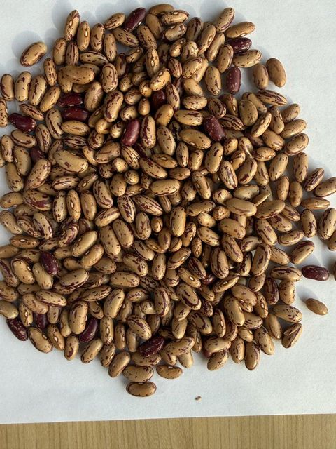 Light Speckled Kidney Beans - Product Image 1