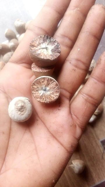 Areca Nut Product Image 3
