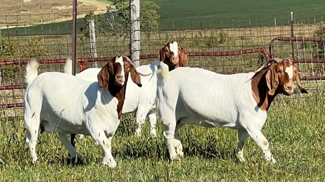 Group of dairy Boer goats farm raised