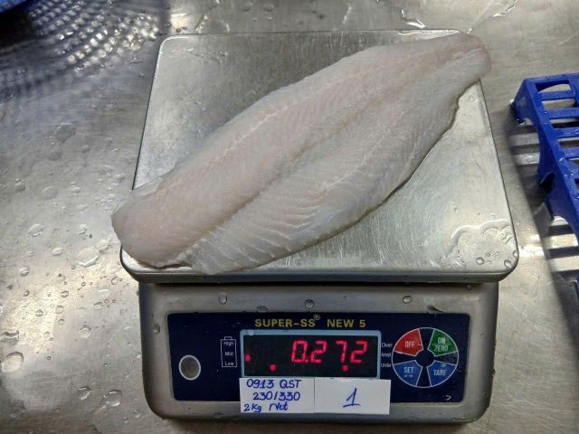 Catfish Image 2