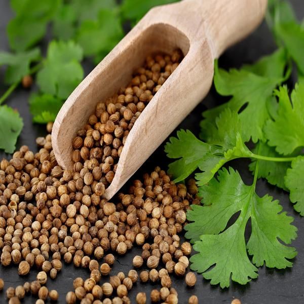 Bulk Dry Coriander Seeds