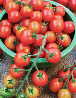 Fresh Tomato