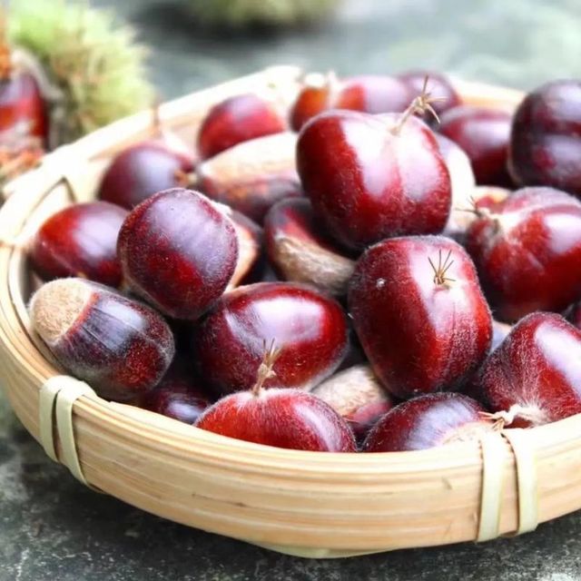 Fresh Chinese Chestnut - Export Ready