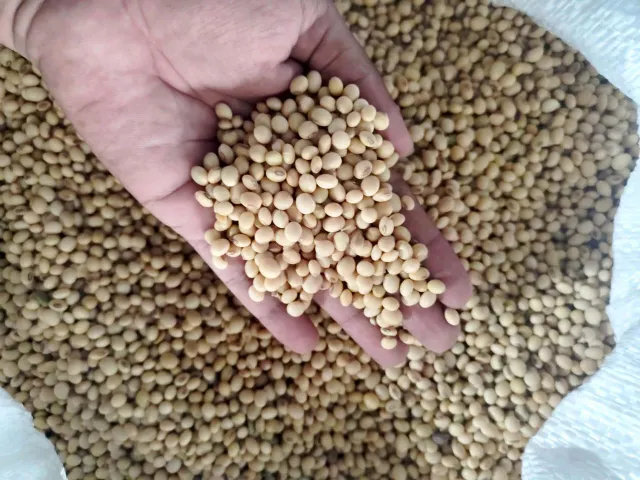 Close-up of quality soyabeans