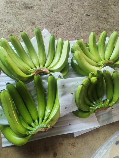 Vietnam Lowland Premium Fresh Bananas bunch