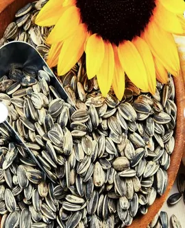 Organic Sesame Seeds