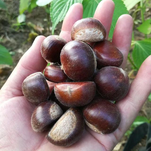 Fresh Chinese Chestnut - Quality Inspection