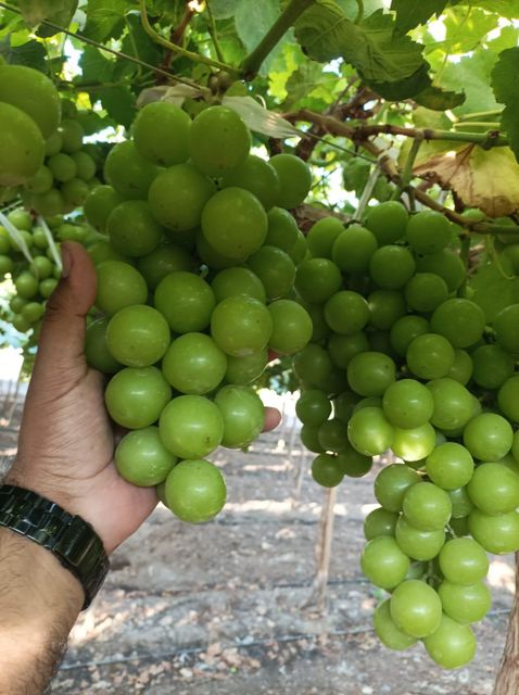 Red Grapes