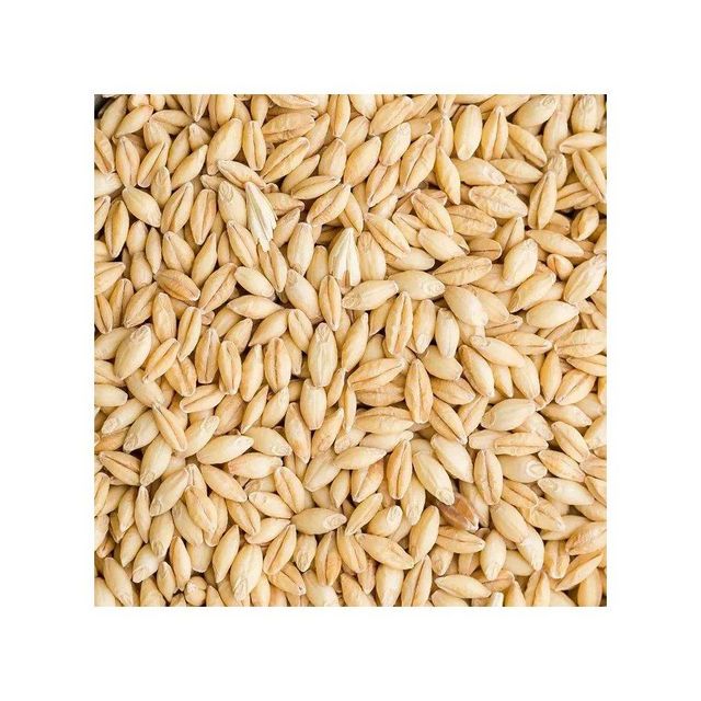 Barley Seeds for Livestock
