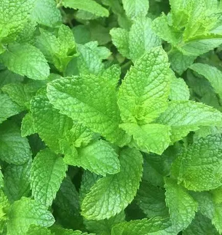 Spearmint sprigs in a white bowl