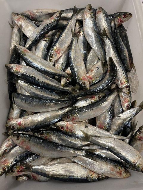 Frozen Sardine 2
