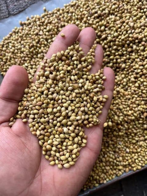 Coriander Seed Packaging