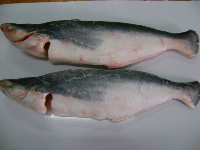 Pangasius Image 1