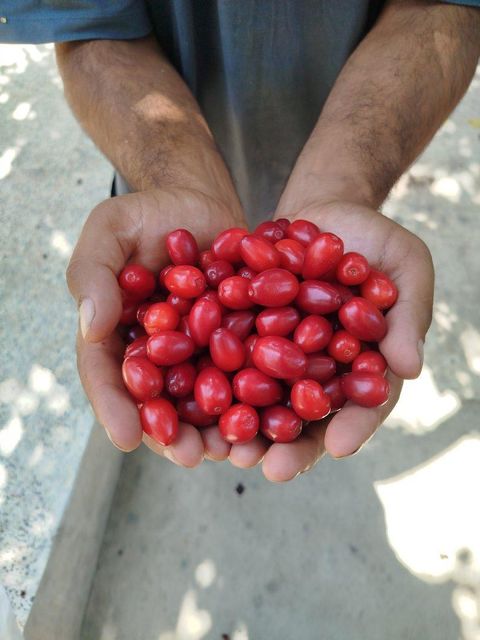 Dried Cornelian Cherry