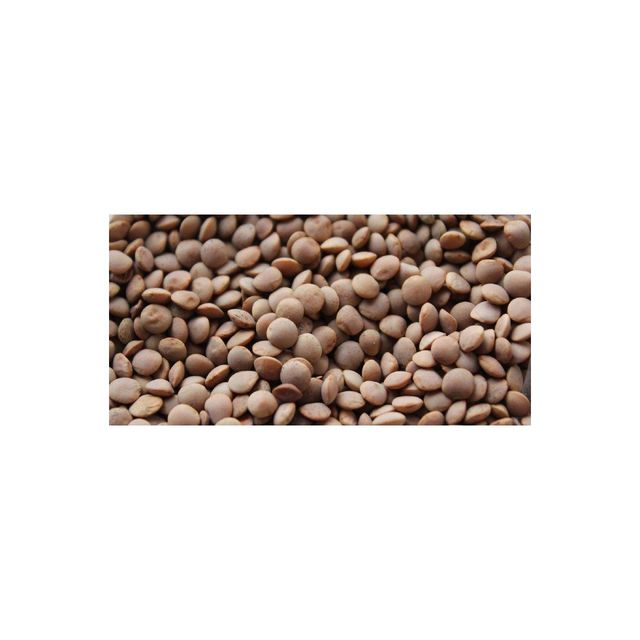 High-Quality Lentil Seed Pack