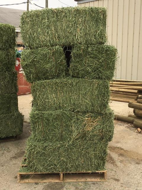 Large Baled Alfalfa