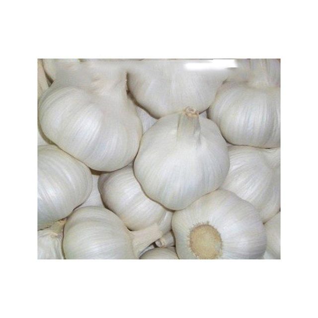 Fresh Garlic Bulb