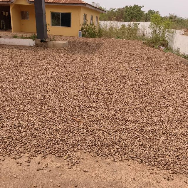 Cashew Nuts WW240 - Image 2