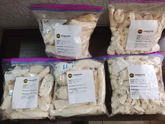Peeled Dry Cassava Chunks