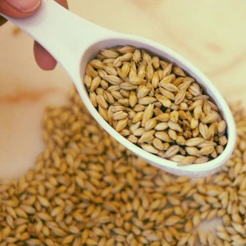 Premium Malted Barley 3