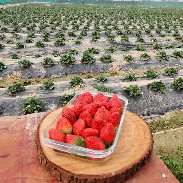 Da Lat Vietnamese Strawberry