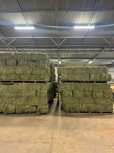 Freshly Cut Alfalfa