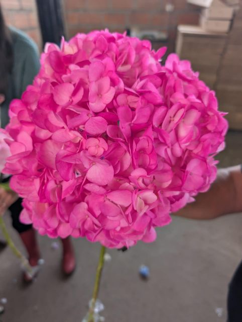 Hydrangea 3