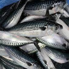 Horse Mackerel Fish Product 3