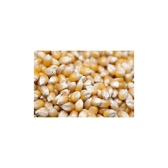 Dried White Corn - Fresh Harvest