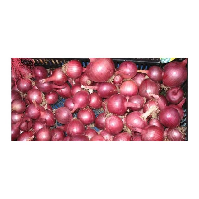 Top Grade Onion