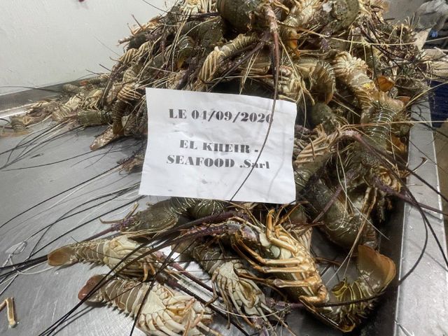 Whole Cooked Lobster