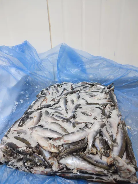 AUSTRAL Sardines Frozen Block 4