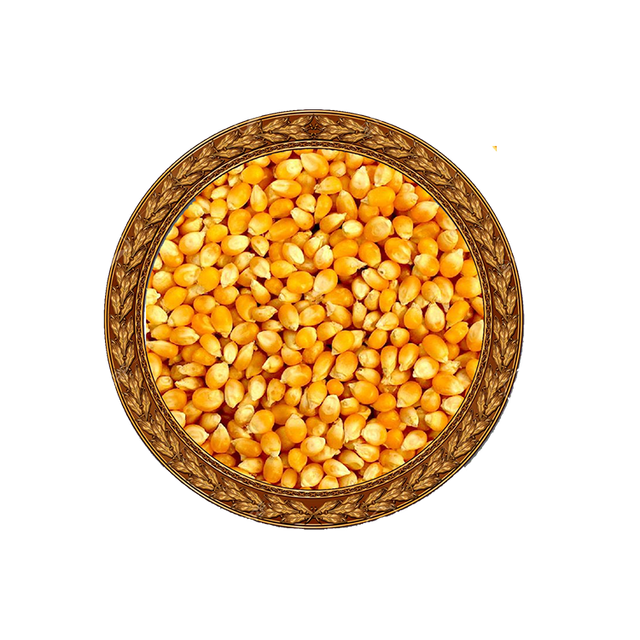 Yellow corn in processing facility