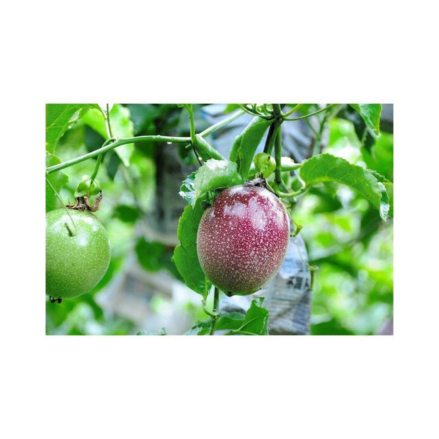 High Quality Passion Fruit Image 2