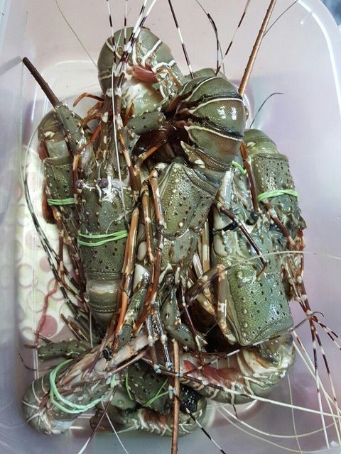 Frozen Whole Lobster