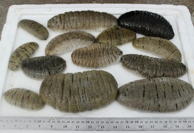 Sea Cucumber Product
