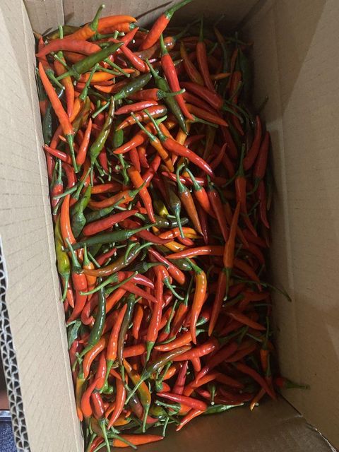 Frozen Chilli Image 1