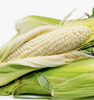 White Maize Grain