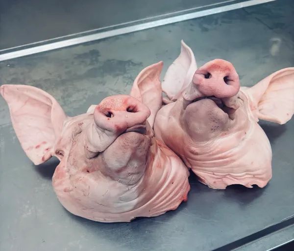 Frozen Pork Hind Shank Skin on Bone