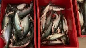 Pangasius Product 2